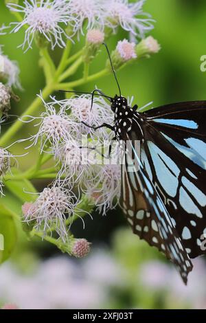 Wunderschöner blauer Tigerfalter (Tirumala Limniace), der in südasien gefunden wird, saugt Nektar und bestäubt die Blüte Stockfoto