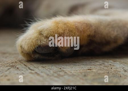 Detaillierte Aufnahme, die das weiche Fell und die Polster der braunen Katzenpfoten vor einem strukturierten Bodenhintergrund erfasst Stockfoto