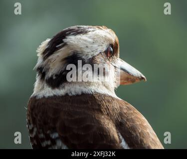 Kookaburra Nahaufnahme, von hinten, Kopf und Gesicht zur Seite gedreht, Auge, Schnabel Stockfoto