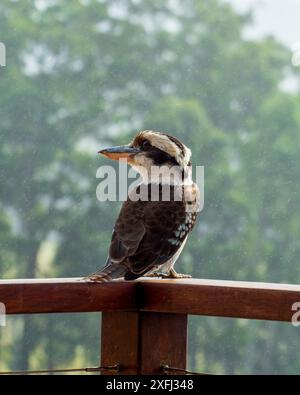 Kookaburra im Regen, vom Balkongeländer aus beobachtet, von hinten, Kopf und Gesicht zur Seite gewendet, australische einheimische Vögel Stockfoto