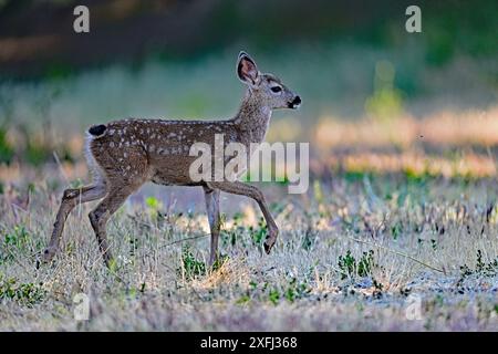 Niedliches Fawn, das auf der Wiese spaziert Stockfoto