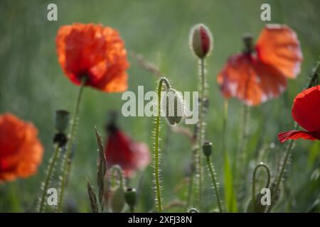 Leuchtende rote Mohnblumen in voller Blüte in einem üppigen grünen Feld, die natürliche Schönheit und Gelassenheit zeigen. Stockfoto