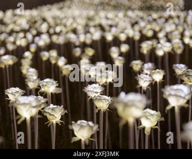 Nachtblick auf den fantastischen Rosengarten. Feld mit weiß leuchtenden LED-Blüten. Geringe Schärfentiefe. Stockfoto