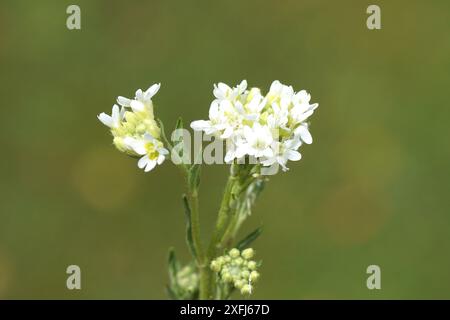 Schließen Sie die weißen Blüten von Hoary alyssum (Berteroa incana). Senffamilie, Brassicaceae. In einem niederländischen Range. Sommer, Juli, Niederlande. Stockfoto