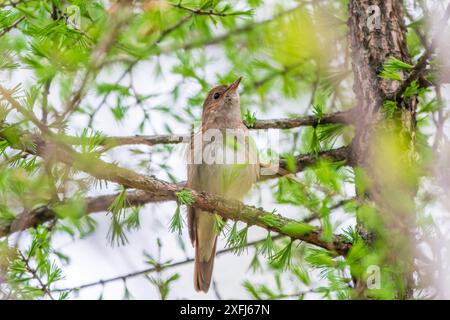 Soor Nightingale, Luscinia luscinia. Ein Vogel sitzt auf einem Ast und singt. Kleiner brauner Singvögel, der am besten für seine mächtige und schöne so bekannt ist Stockfoto