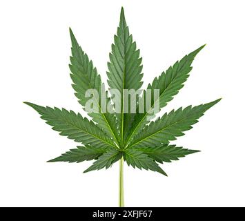 Frisches und gesundes grünes Cannabisblatt isoliert auf weißem Hintergrund. CBD-medizinisches Marihuana-Pflanzenkraut und Arzneimittelkonzept. Stockfoto