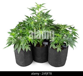 Frische und gesunde grüne Cannabis-Pflanze in Textil-Topf isoliert auf weißem Hintergrund. CBD-medizinisches Marihuana-Pflanzenkraut und Arzneimittelkonzept. Stockfoto