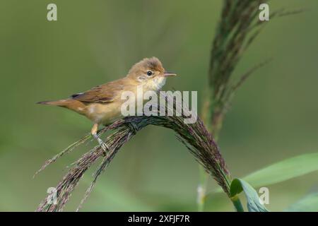 Marsh Warbler (Acrocephalus palustris) posiert im Spätsommer auf einer Schilfblume Stockfoto