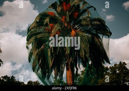 Grünes Schutznetz zum Schutz der Früchte auf einer Dattelpalme im botanischen Garten. Tropischer Baum mit grüner Laubkrone auf blauem Himmel. Stockfoto