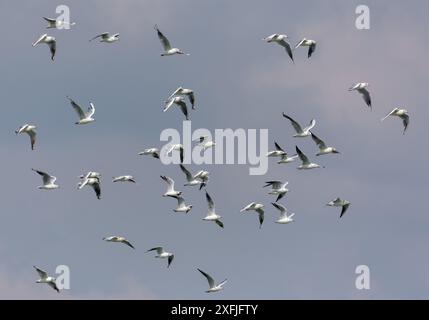 Große Schwärme von Schwarzmöwen (chroicocephalus ridibundus) im Herbst und Winter fliegen während der Migrationssaison zusammen Stockfoto