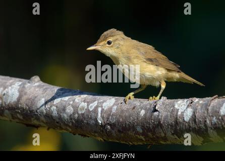 Marsh-Gratler (Acrocephalus palustris), der auf Flechtenbedeckten Zweigen mit dunklem Hintergrund thront Stockfoto