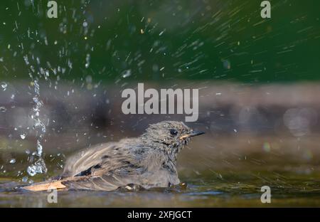 Junge weibliche Schwarze Rotstarte (phoenicurus ochruros) während der Sommerbadezeit mit vielen Wasserspritzern Stockfoto