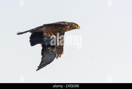 Junger nördlicher Goschawk (Accipiter gentilis) im schnellen Flug mit gefangener Taube am hellen Himmel Stockfoto