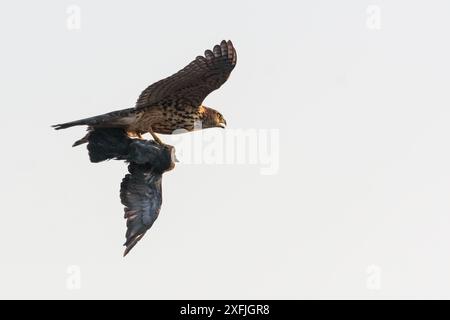 Junger nördlicher Goschawk (Accipiter gentilis) im Schnellflug mit Gefangener Taube am hellen Himmel Stockfoto