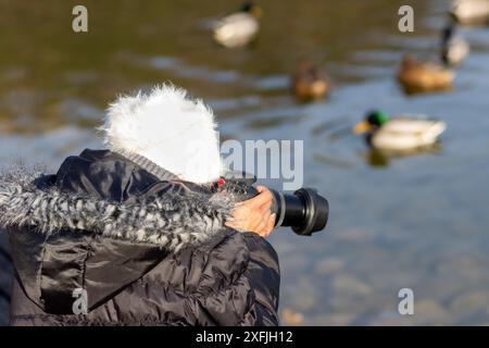 Eine junge Frau fotografiert Enten auf einem Winterteich Stockfoto