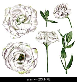 Eustoma und Lisianthus. Äste, Blätter und Blumen. Weiß. Digitale Illustration. Stockfoto