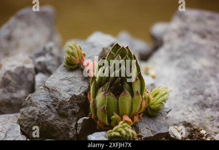 Sempervivum ruthenicum Pflanzenrosette wächst in einem Steingarten. Junge saftige Pflanzen wachsen auf den grauen Steinen. Neue Wucherungen einer pflanzlichen Wüstennatur Stockfoto