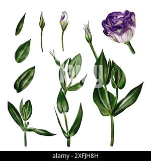 Eustoma und Lisianthus. Zweige, Blätter und Knospen. Weiß und violett. Digitale Illustration. Stockfoto