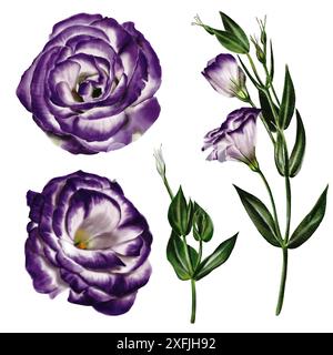 Eustoma und Lisianthus. Weiß und violett. Zweige und große Blumen. Digitale Illustration. Stockfoto