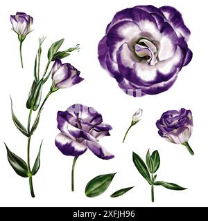 Eustoma lisianthus. Satz digitaler Illustrationen. Weiße und violette Blüten auf transparentem Hintergrund. Stockfoto