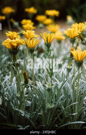 Gelb blühende Blüten gazania rigens im botanischen Garten. Blühende Pflanzen wachsen in einem Frühlings- und Sommerblumenbeet. Blühende Pflanze im Freien. Stockfoto