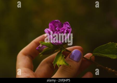 Lila Blume in der Hand einer Frau auf dunklem Hintergrund. Gärtnerin berührt eine Blütenknospe. Romantische weibliche Postkarte. Glückwunsch zum Muttertag Stockfoto