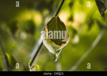 Gelblich welkendes grünes Blatt auf einem Zweig eines Baumes, Büsche im botanischen Garten, Park im Spätsommer. Jahreszeitwechsel. Photosynthese von Pflanzen. Stockfoto