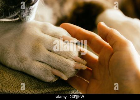 Hundepfote in der Hand der Frau menschliche Tierfreundschaft, Einheit, Liebe, Sorgfalt. Haushund gibt dem Besitzer die Hand. Zuneigung und tiefe Verbundenheit. Bester Freund Stockfoto