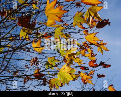 Die letzten bunten Herbstblätter halten sich noch an Ästen, die von der Wintersonne beleuchtet werden. Ort: Ngaruawahia Neuseeland Stockfoto