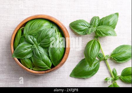 Süße Basilikumblätter in einer Holzschale auf Leinenstoff mit ganzer Ast rechts. Frisches Great oder Genovese Basilikum, Ocimum basilicum. Stockfoto