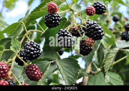 Nahaufnahme der reifenden Bio-brombeerzweige im Garten am Sommertag Stockfoto