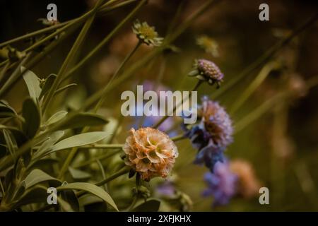 Lilafarbene Blüten im Frühlingsgarten. Frühling, Sommer blühende Pflanzen auf einer Wiese. Ländliche Landschaft. Formelle Gartengestaltung. Stockfoto