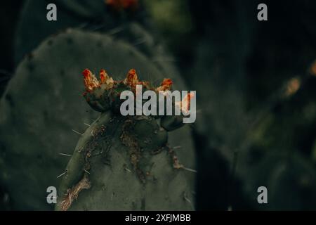 Stachelig scharfer Opuntia aciculata-Kakteen mit hellen kleinen orangen Blüten auf dunklem Hintergrund. Blühende Jahrhundertpflanze. Wüstenpflanzen in wilder Natur. Stockfoto