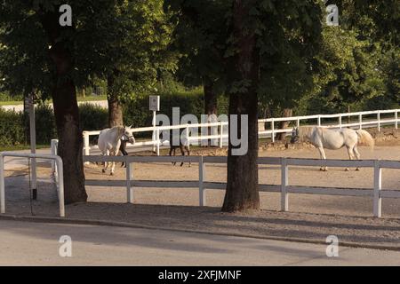 Gruppe von schönen weißen Lipizzanern hinter einem weißen Zaun im ursprünglichen Gestüt Lipica, Slowenien Stockfoto