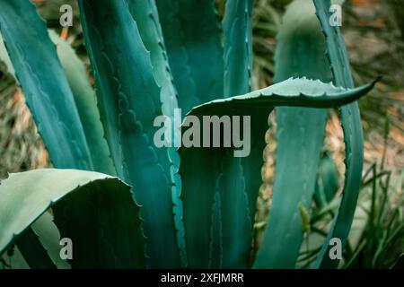 Wunderschöne riesige, blau-grüne Agavenblätter mit Dornen und Stacheln. Asparagaceae Hintergründe und Texturen. Exotische Pflanzen Mexikos, die in der Pharmakologie verwendet werden, Stockfoto