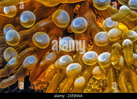 Seeanemonen sind eine Gruppe von Marine, räuberische Tiere der Bestellung Actiniaria Stockfoto