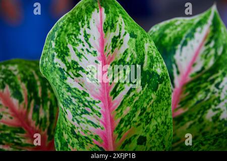 Nahaufnahme von Aglaonema Maria Blatt Stockfoto