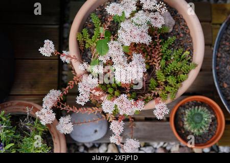 Vogelperspektive auf einer geblümten weißen Steinblume (Sedumalbum) Stockfoto