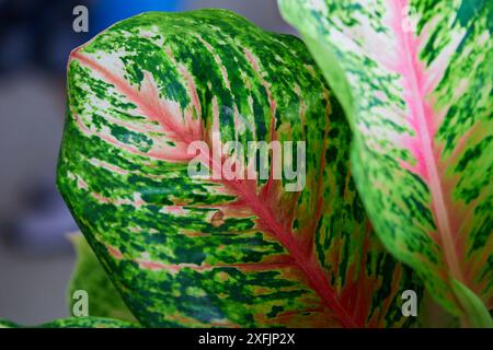 Nahaufnahme von Aglaonema Maria Blatt Stockfoto