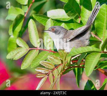 Curruca melanocephala valverdei Stockfoto