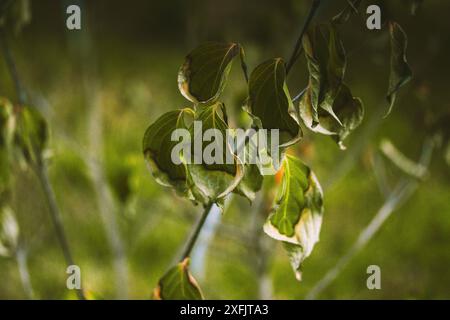 Gelblich welkendes grünes Blatt auf einem Zweig eines Baumes, Büsche im botanischen Garten, Park im Spätsommer. Jahreszeitwechsel. Photosynthese von Pflanzen. Stockfoto