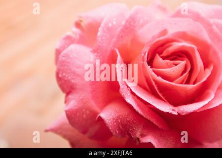 Sanft rosa Rosenknospen mit Wassertropfen aus nächster Nähe. Makroblumenkister, Staubblätter, Blütenblätter. Mit Blumenmotiv. Aromatische Teerose für die kosmetische Herstellung. Stockfoto