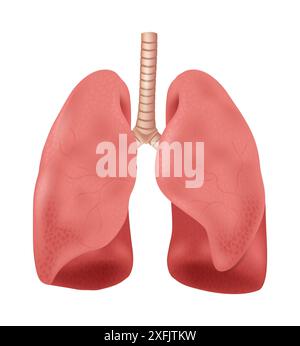 Menschliche Lungen - Sammlung menschlicher Organe, realistische Vektorillustration, auf weißem Hintergrund Stock Vektor