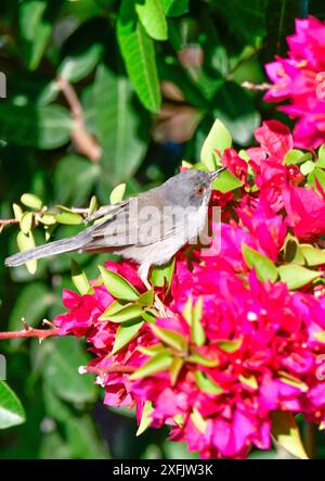 Curruca melanocephala valverdei Stockfoto