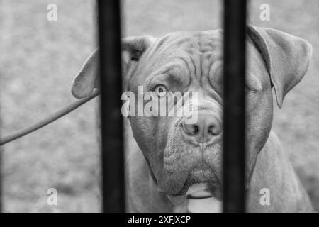 Aberdeen 2. Juli 2024, XL-Bullenhund Stockfoto