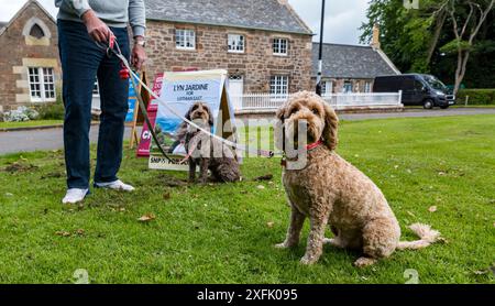 East Lothian, Schottland, Vereinigtes Königreich, 4. Juli 2024. Hunde an Polling Places: Die Tradition der Hundefotografie beginnt mit dem Wahltag. Im Bild: Ralph und Toby, Kakapus, im Rathaus in Dirleton. Quelle: Sally Anderson/Alamy Live News Stockfoto