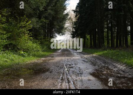 Schlammpfad durch üppiges Grün führt an einem sonnigen Tag in einer ruhigen Waldlandschaft zu einer hellen Lichtung Stockfoto