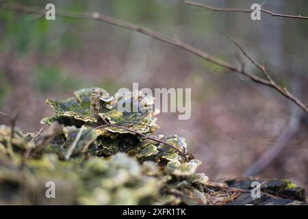 Wunderschöne Schelfpilzgruppe, die auf einem verfaulenden Baumstamm in einem ruhigen Wald während des frühen Morgenlichts wächst Stockfoto