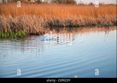 Eine einsame Ente gleitet über einen ruhigen Teich, der von hohem Schilf umgeben ist, während des Sonnenuntergangs in einer ruhigen natürlichen Landschaft Stockfoto