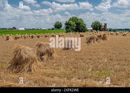 A rural landscape with haystacks in a harvested field under a blue sky with scattered clouds and farm buildings in the background. Stockfoto